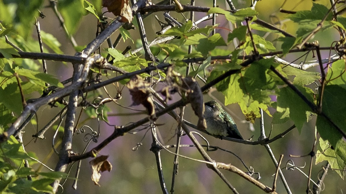 Ruby-throated Hummingbird - ML642432368