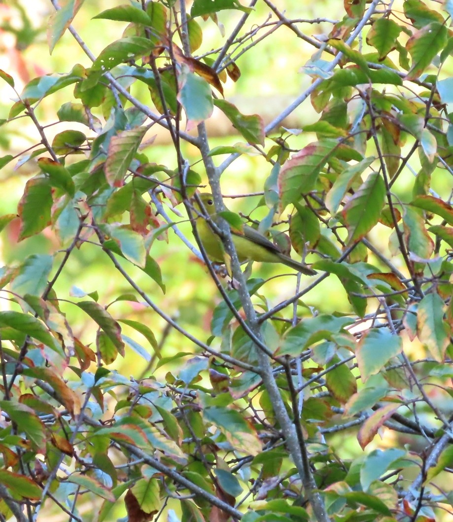 Wilson's Warbler - ML642432369