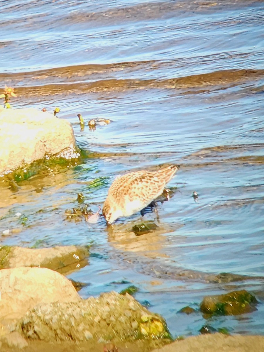 Semipalmated Sandpiper - ML642432370
