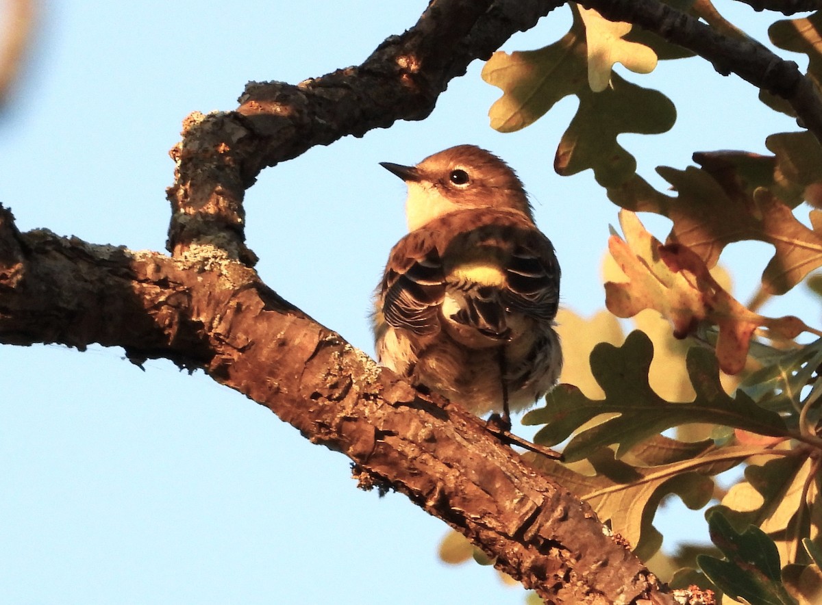 Palm Warbler - ML642432371