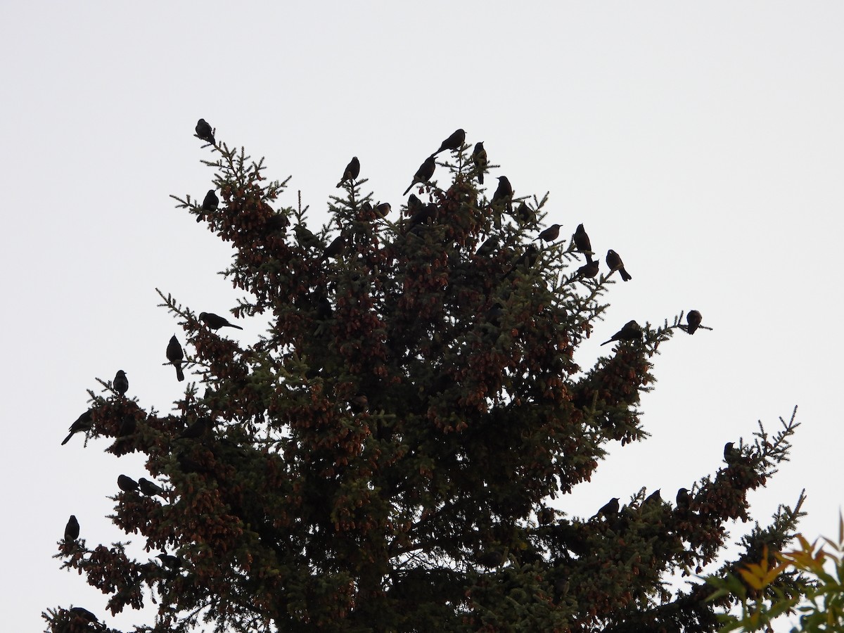 Common Grackle - ML642432372