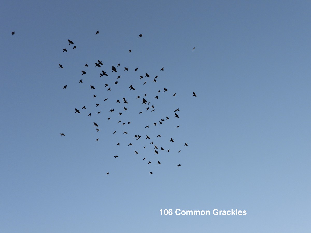 Common Grackle - ML642432373