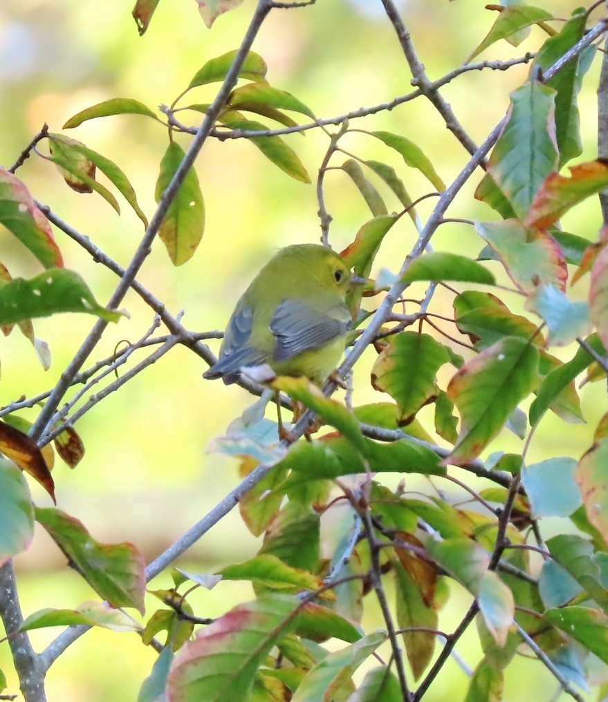 Wilson's Warbler - ML642432374