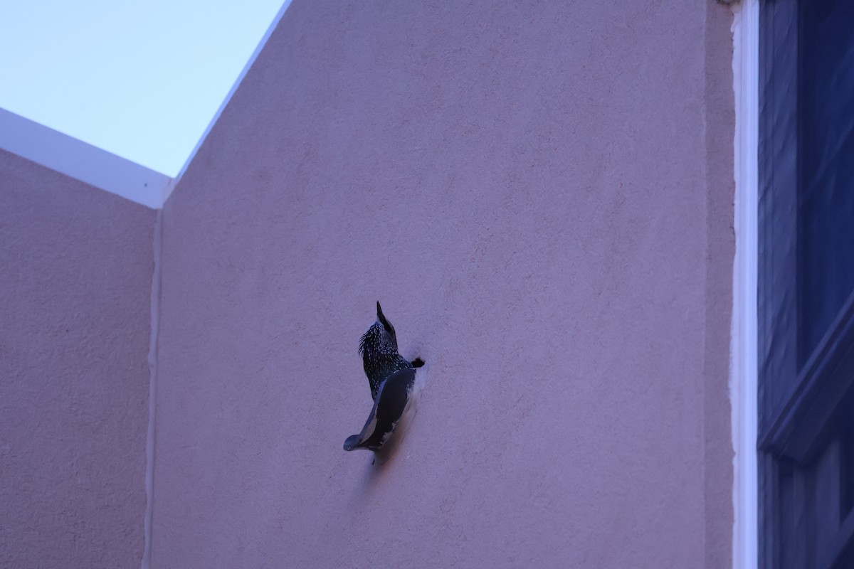 European Starling - ML642432375