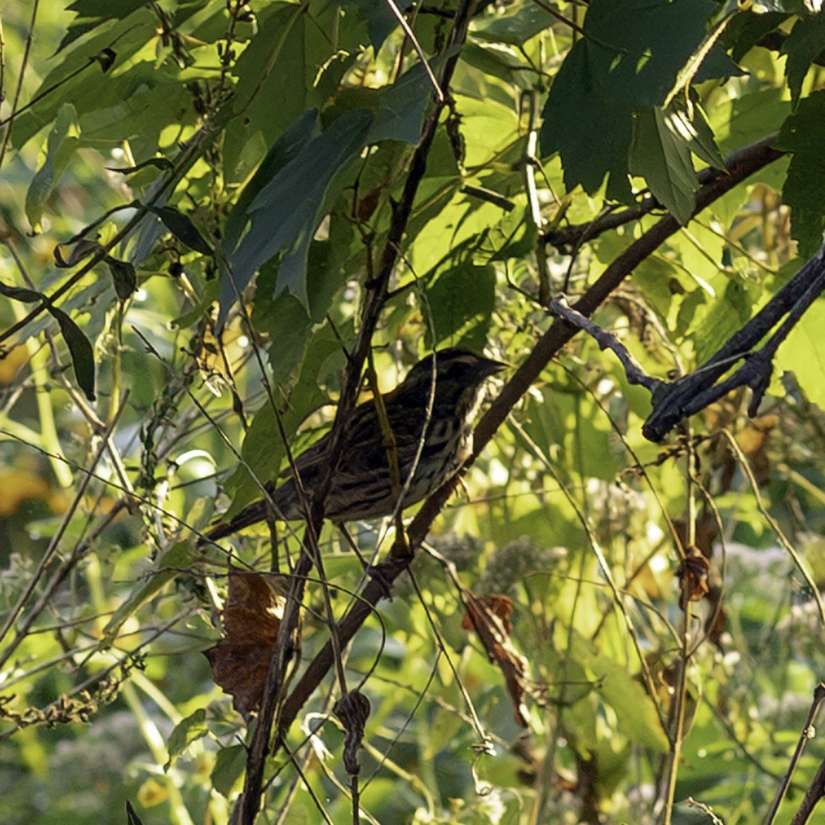 Savannah Sparrow - ML642432376