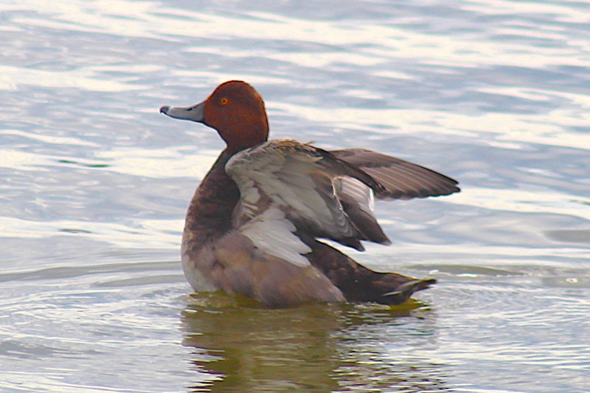 Redhead - ML642432377
