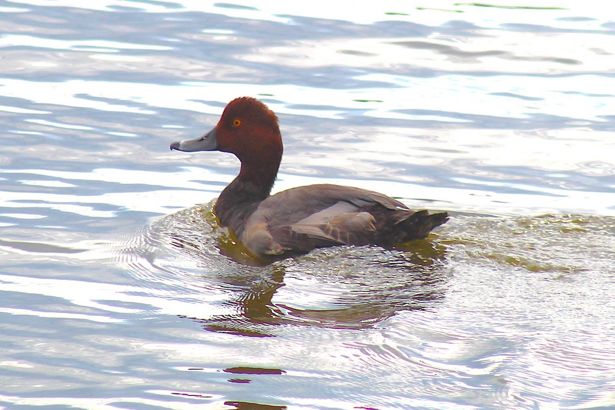 Redhead - ML642432378