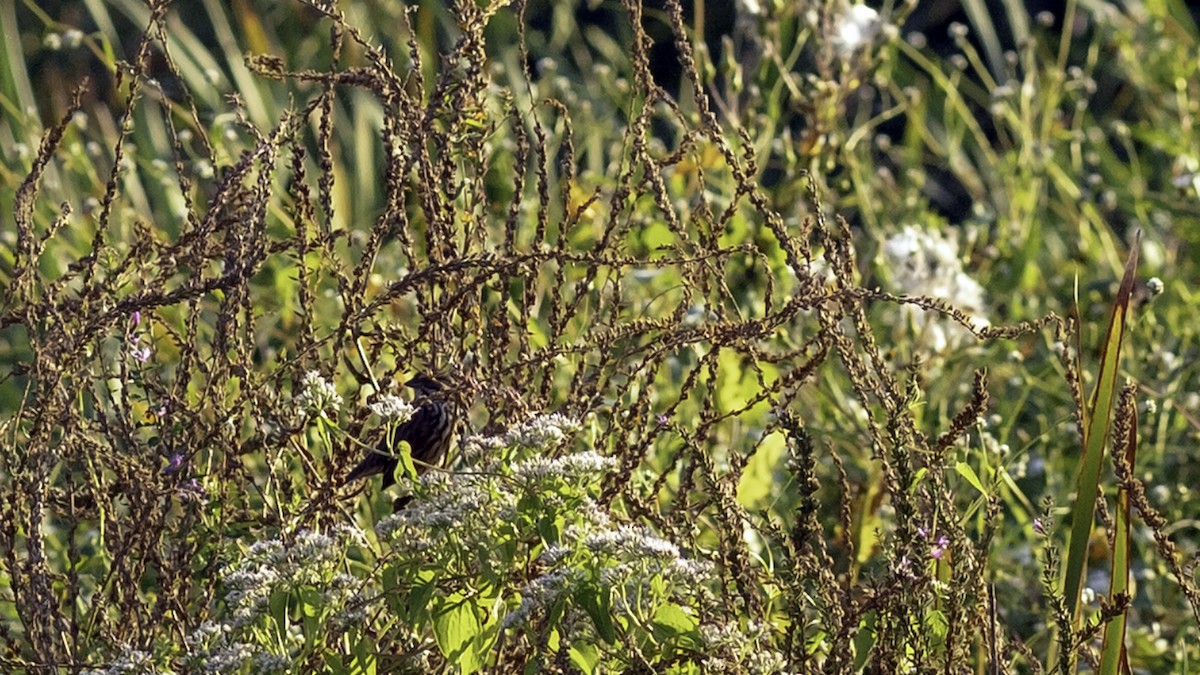 Savannah Sparrow - ML642432379