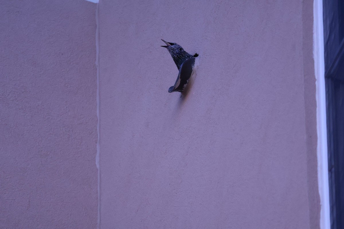 European Starling - ML642432380
