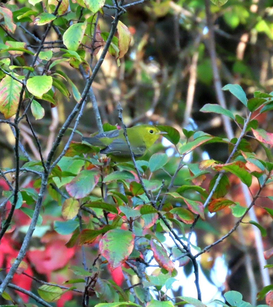 Wilson's Warbler - ML642432382