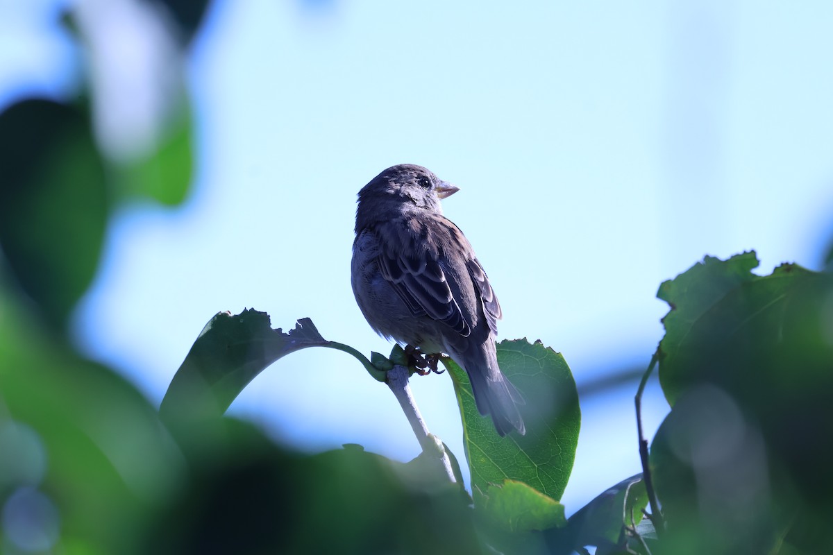 House Sparrow - ML642432384