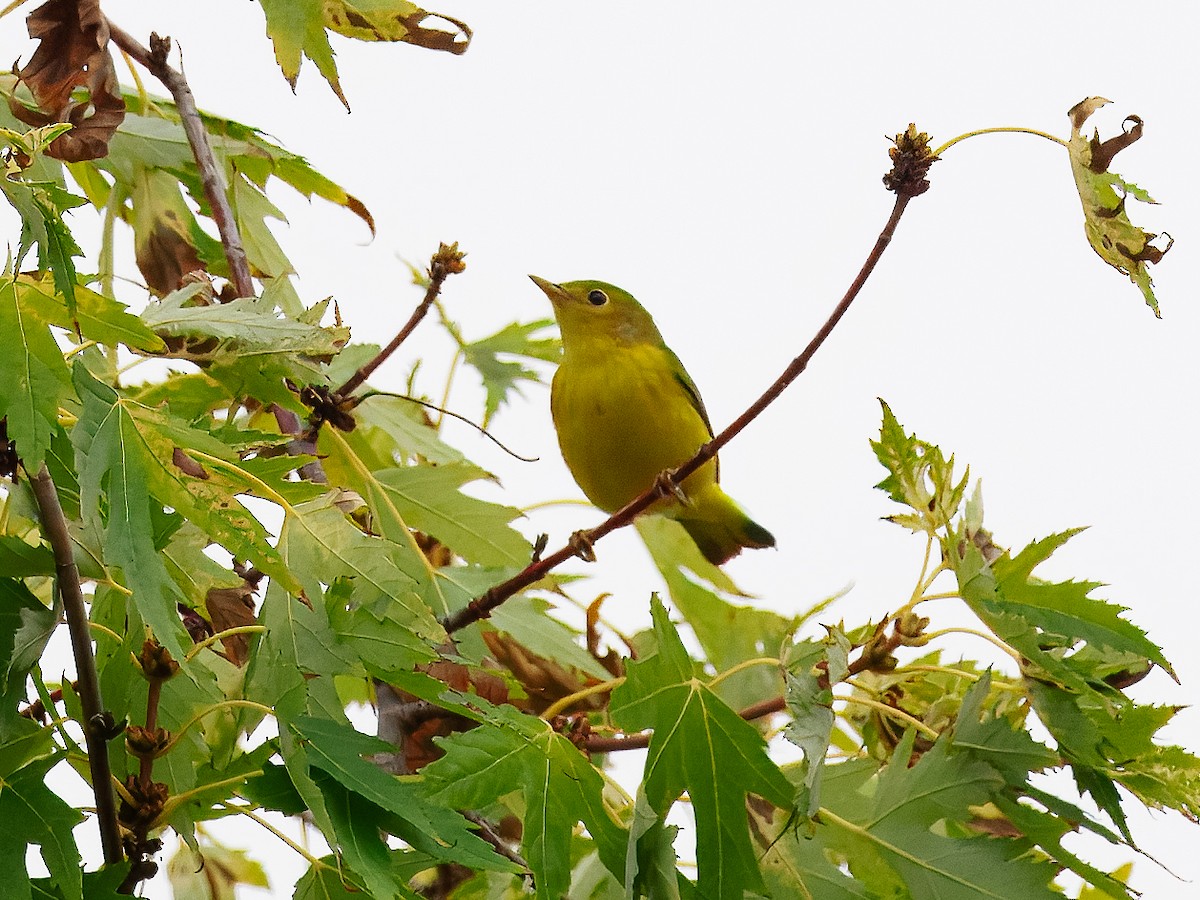 Yellow Warbler - ML642432387