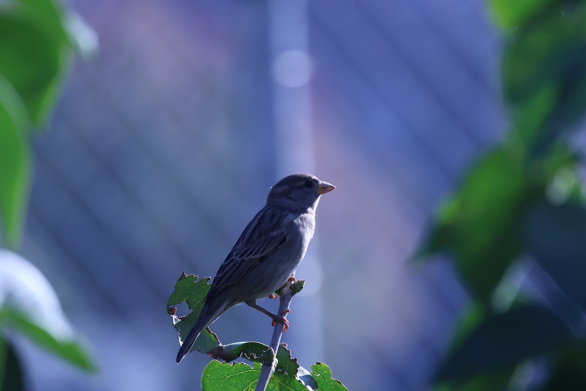 House Sparrow - ML642432388