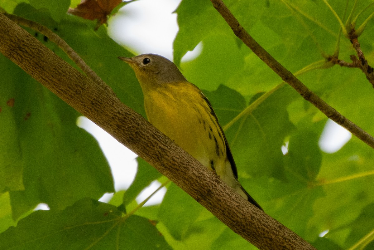 Magnolia Warbler - ML642432389