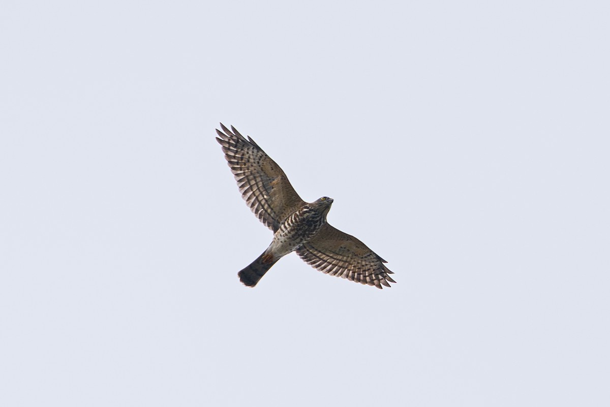 Japanese Sparrowhawk - ML642432390