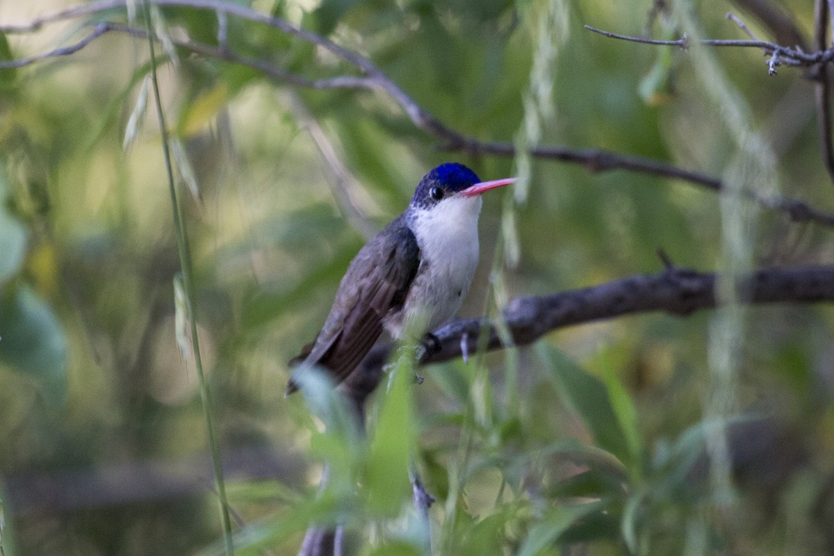 Violet-crowned Hummingbird - ML642432401