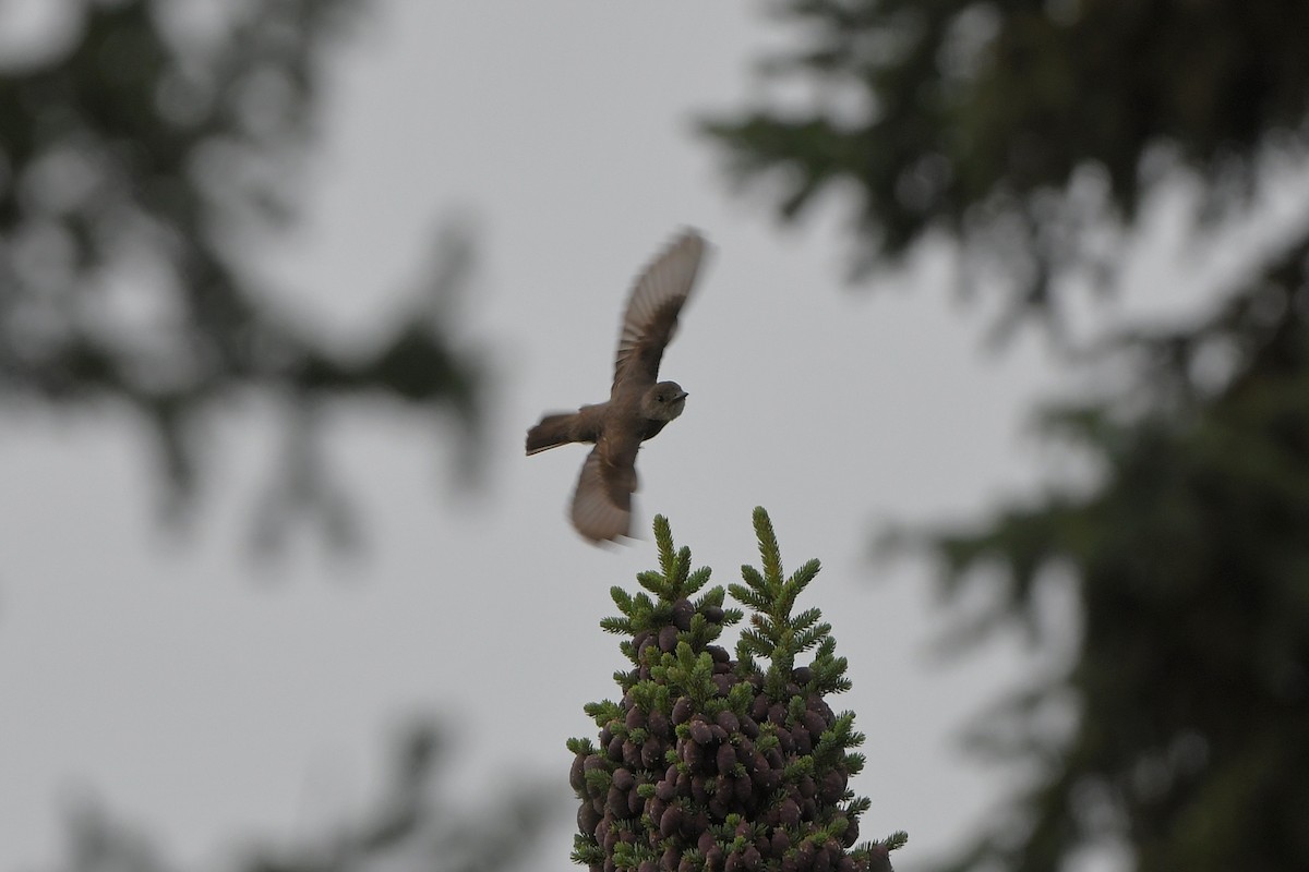 Olive-sided Flycatcher - ML642432416