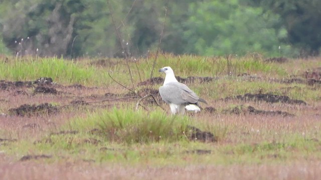 White-bellied Sea-Eagle - ML642432433