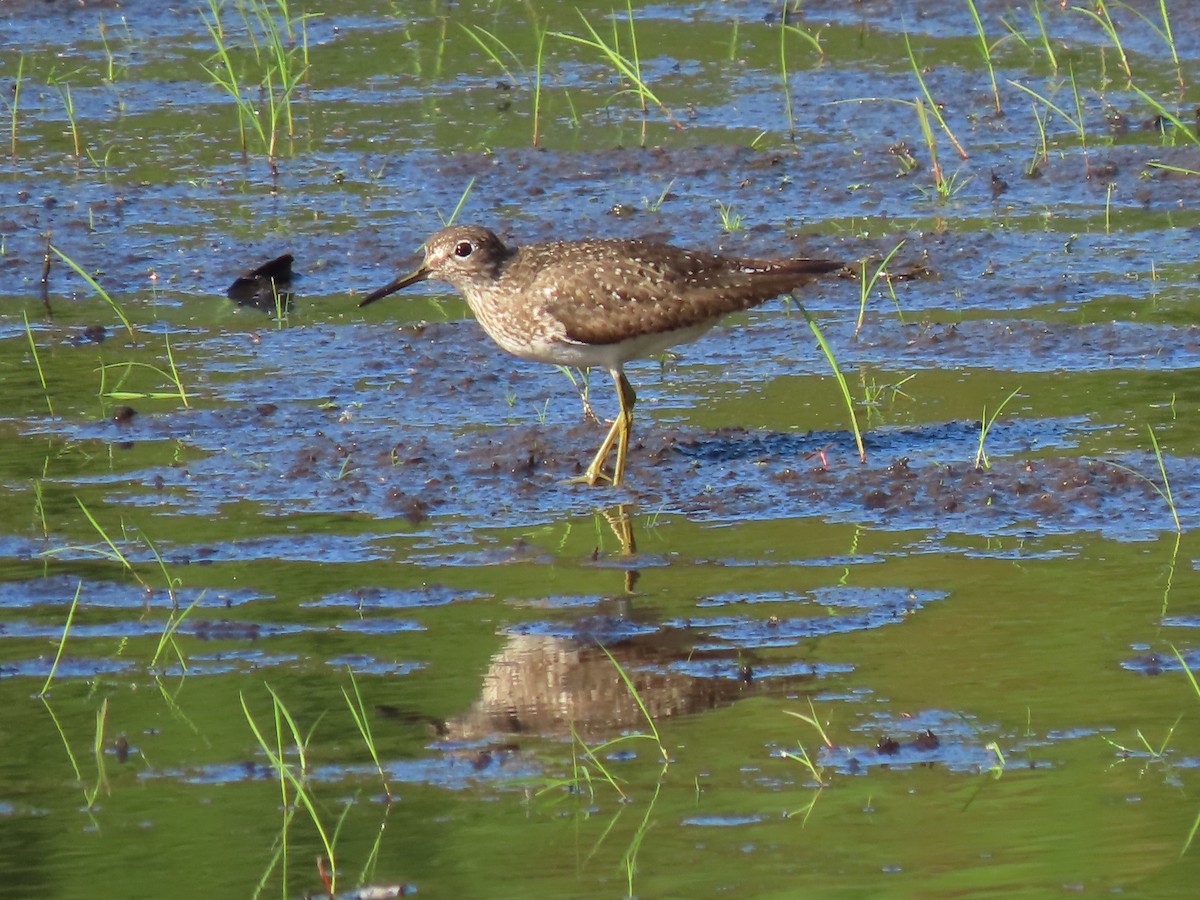Solitary Sandpiper - ML642432450