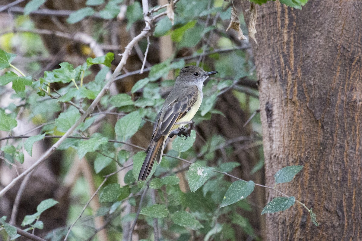 Dusky-capped Flycatcher - ML642432457