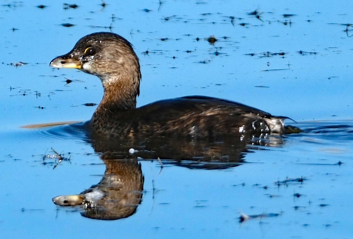 Pied-billed Grebe - ML642432458