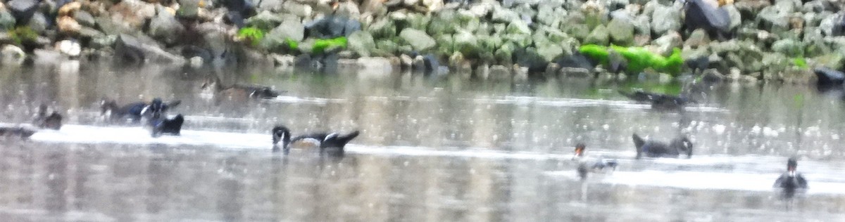 Wood Duck - ML642432459