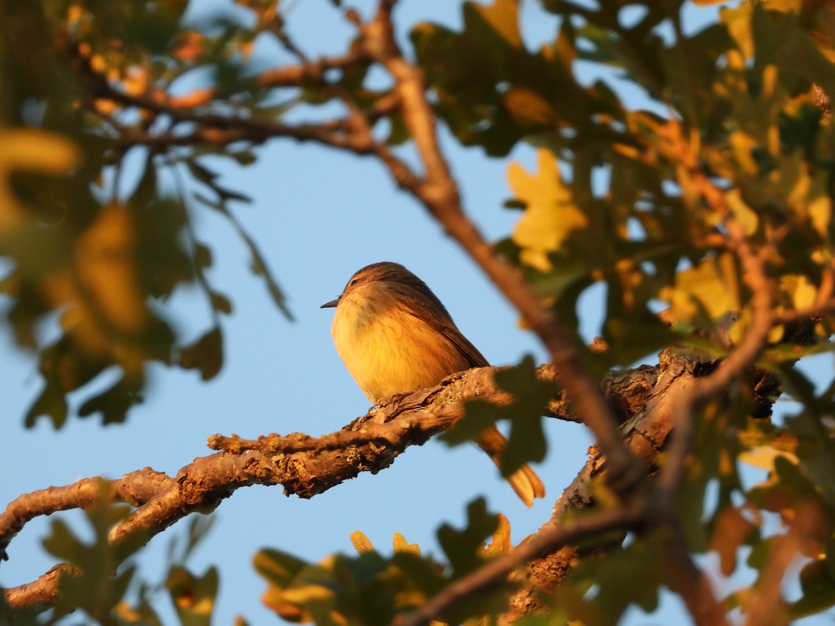 Palm Warbler - ML642432461