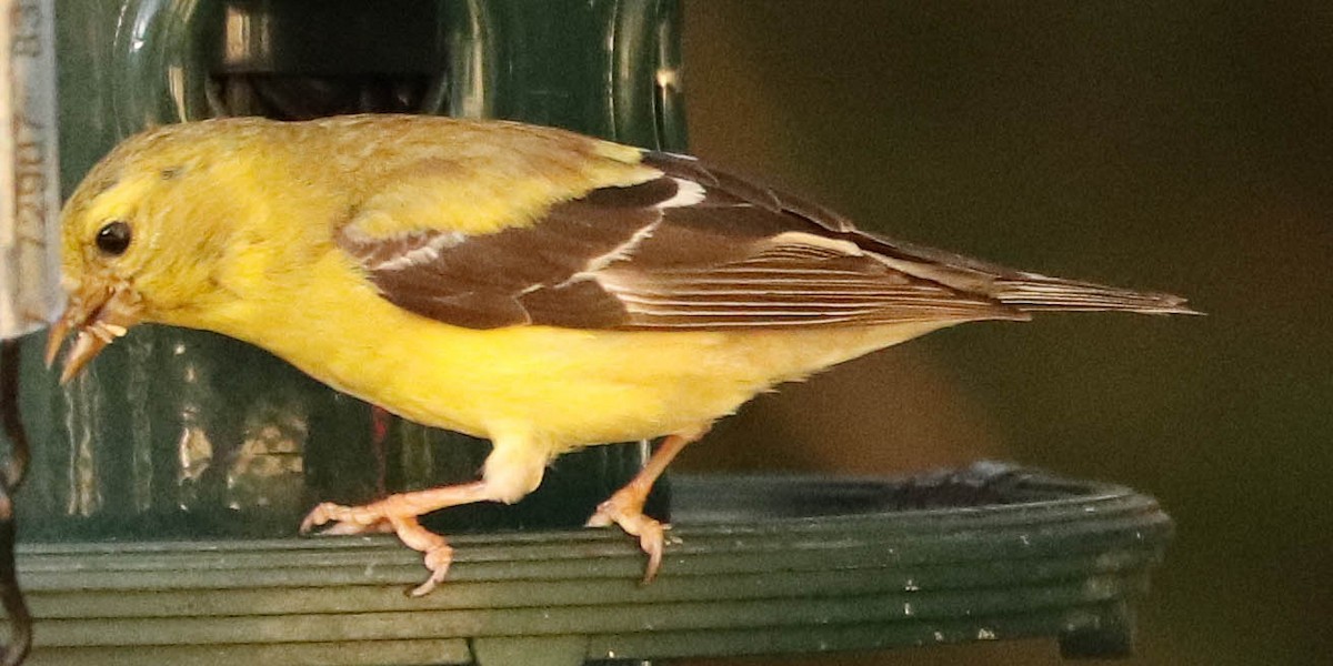 American Goldfinch - ML642432462