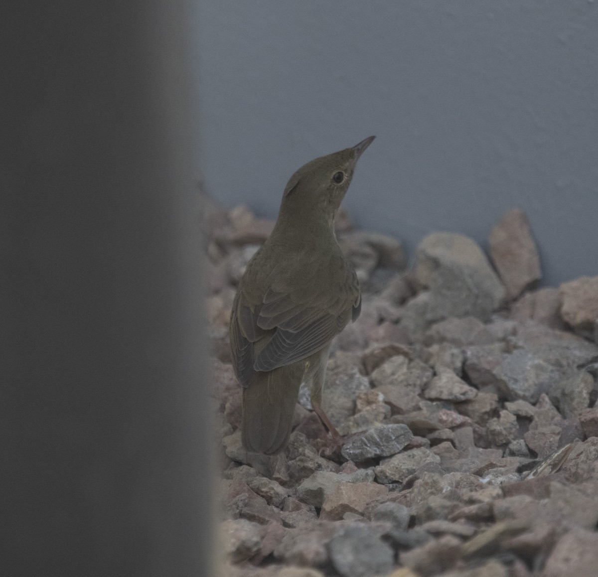 River Warbler - ML642432463