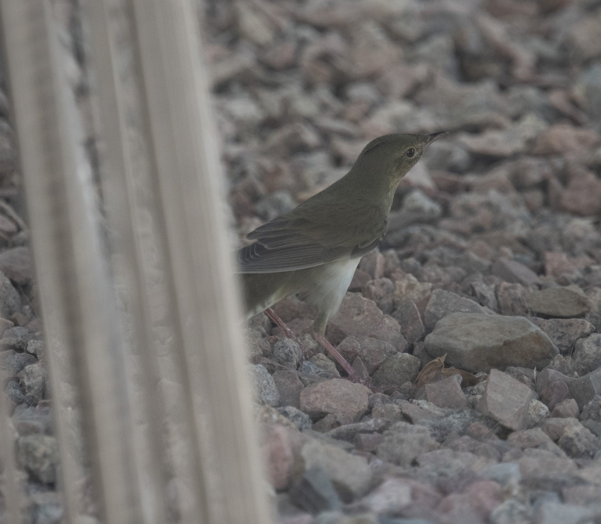 River Warbler - ML642432464