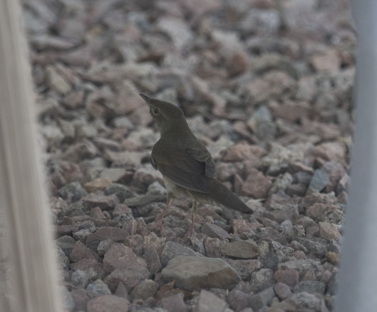 River Warbler - ML642432465