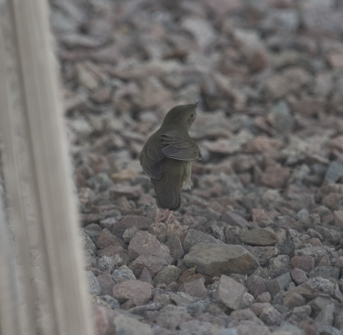 River Warbler - ML642432466