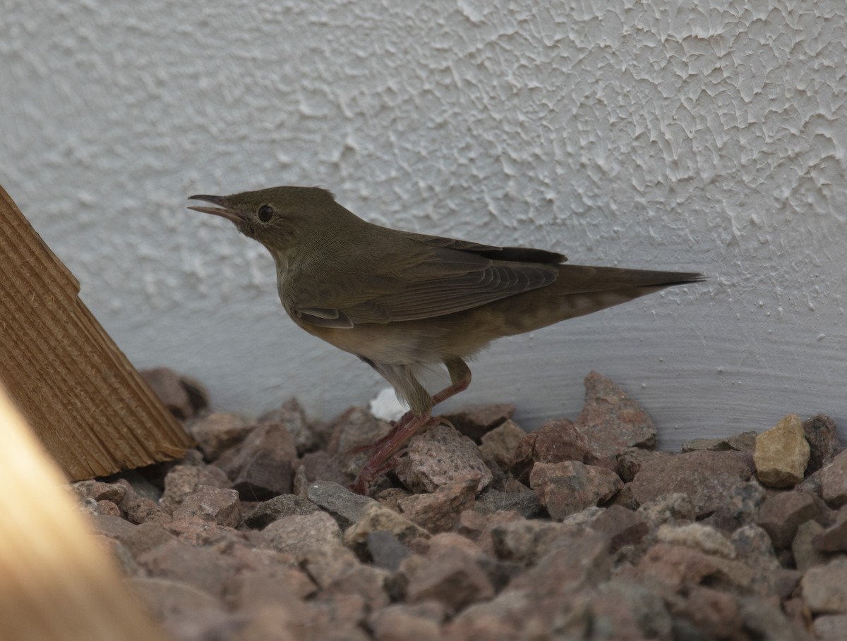 River Warbler - ML642432467