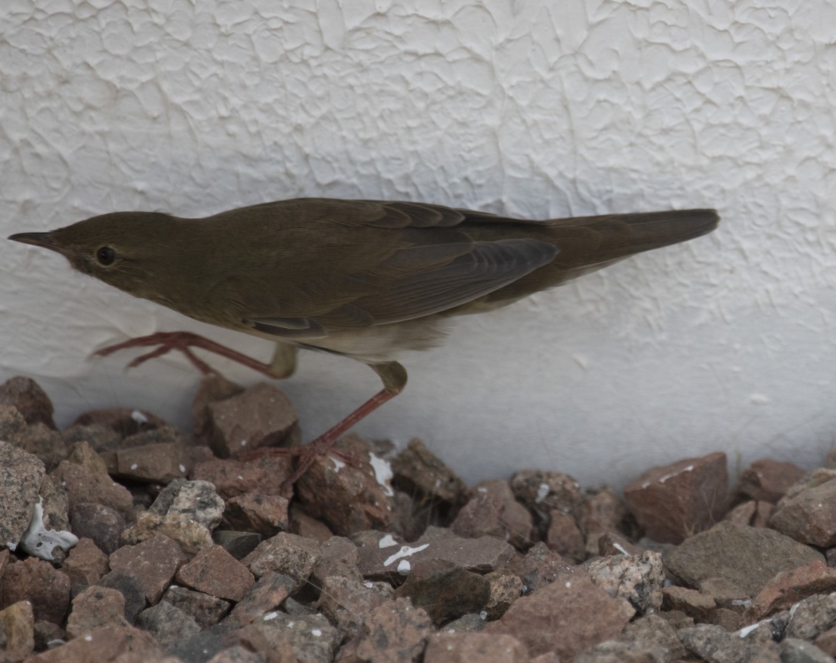 River Warbler - ML642432468