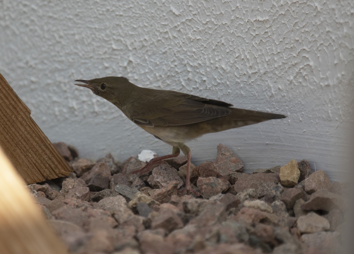 River Warbler - ML642432469