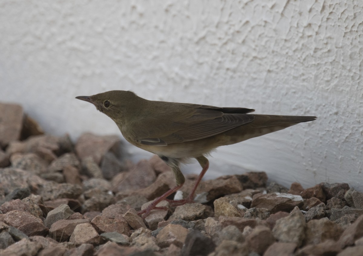 River Warbler - ML642432470