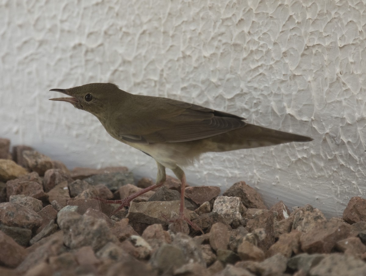River Warbler - ML642432473
