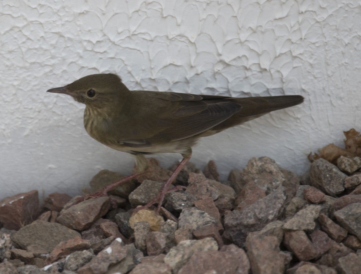 River Warbler - ML642432474