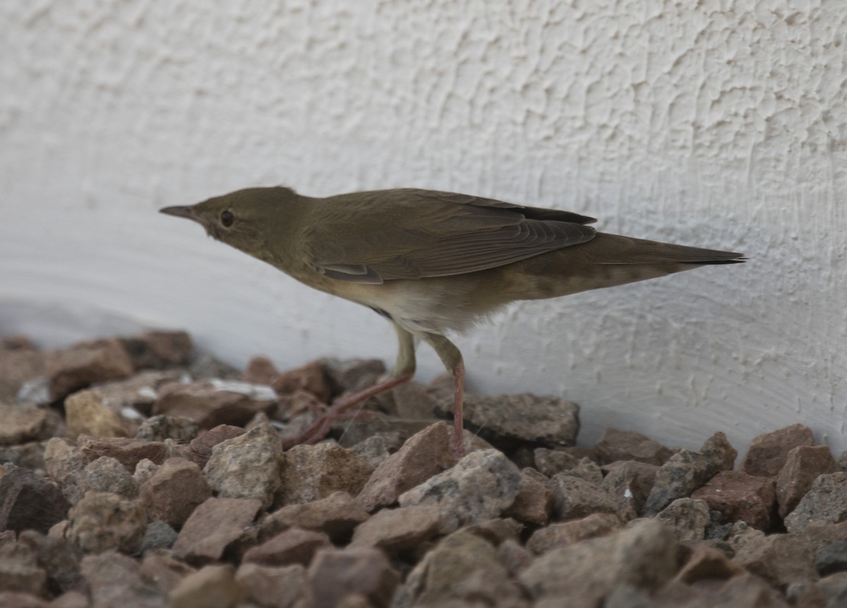 River Warbler - ML642432475