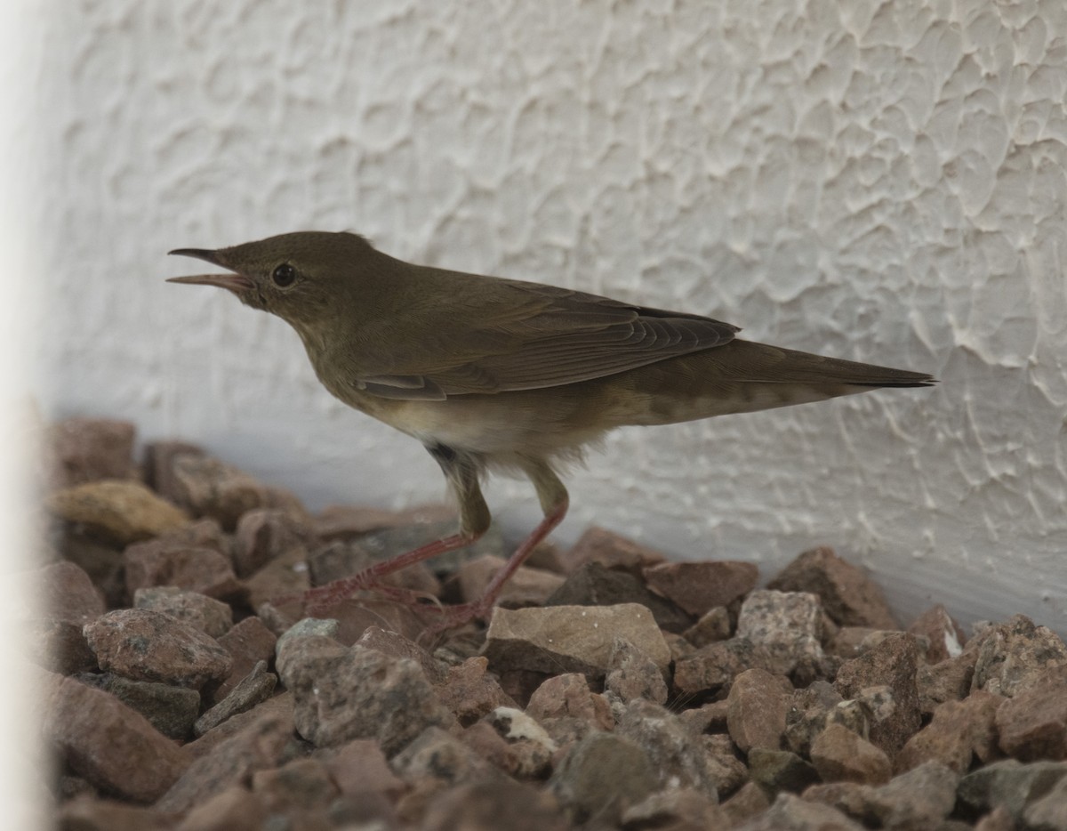 River Warbler - ML642432476