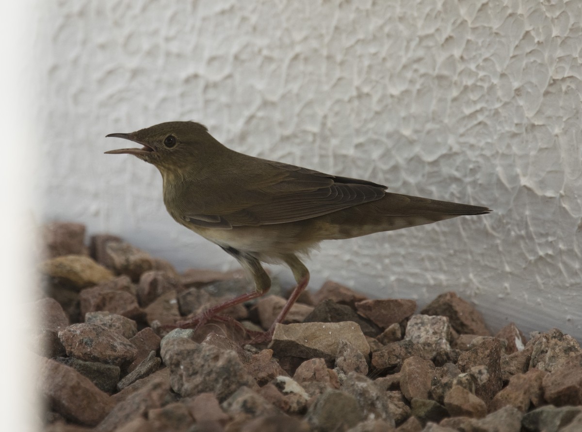 River Warbler - ML642432477
