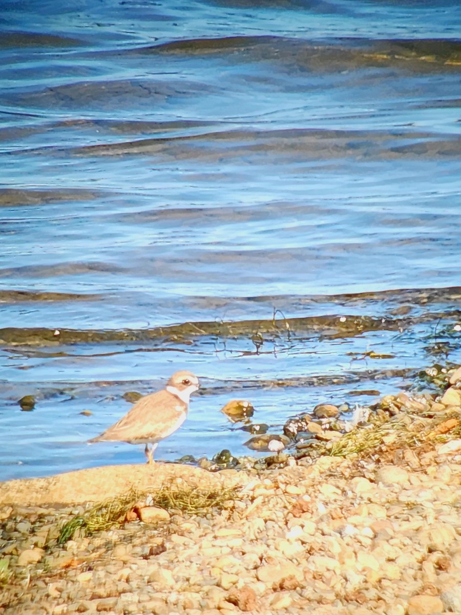 Semipalmated Plover - ML642432478