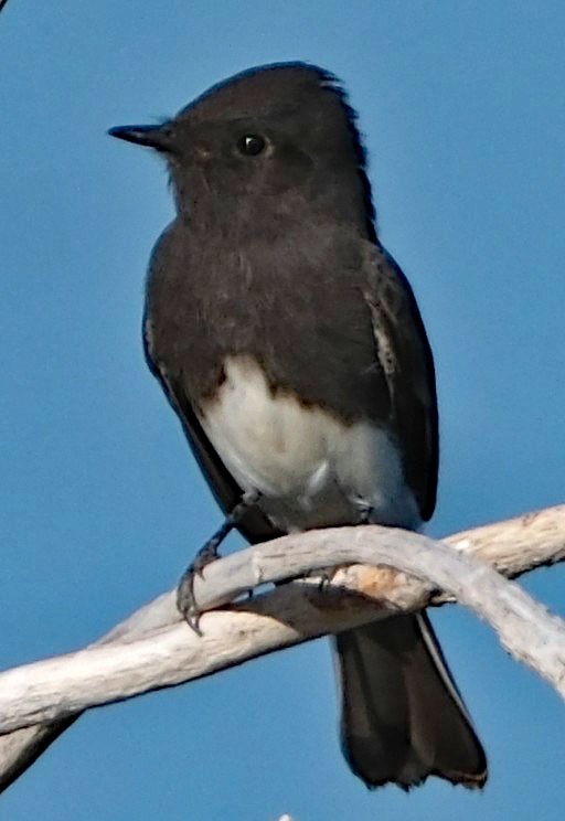 Black Phoebe - ML642432482
