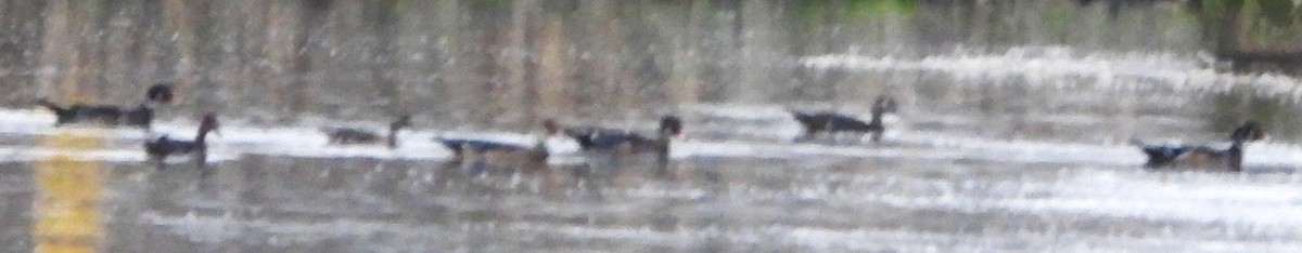 Wood Duck - ML642432484