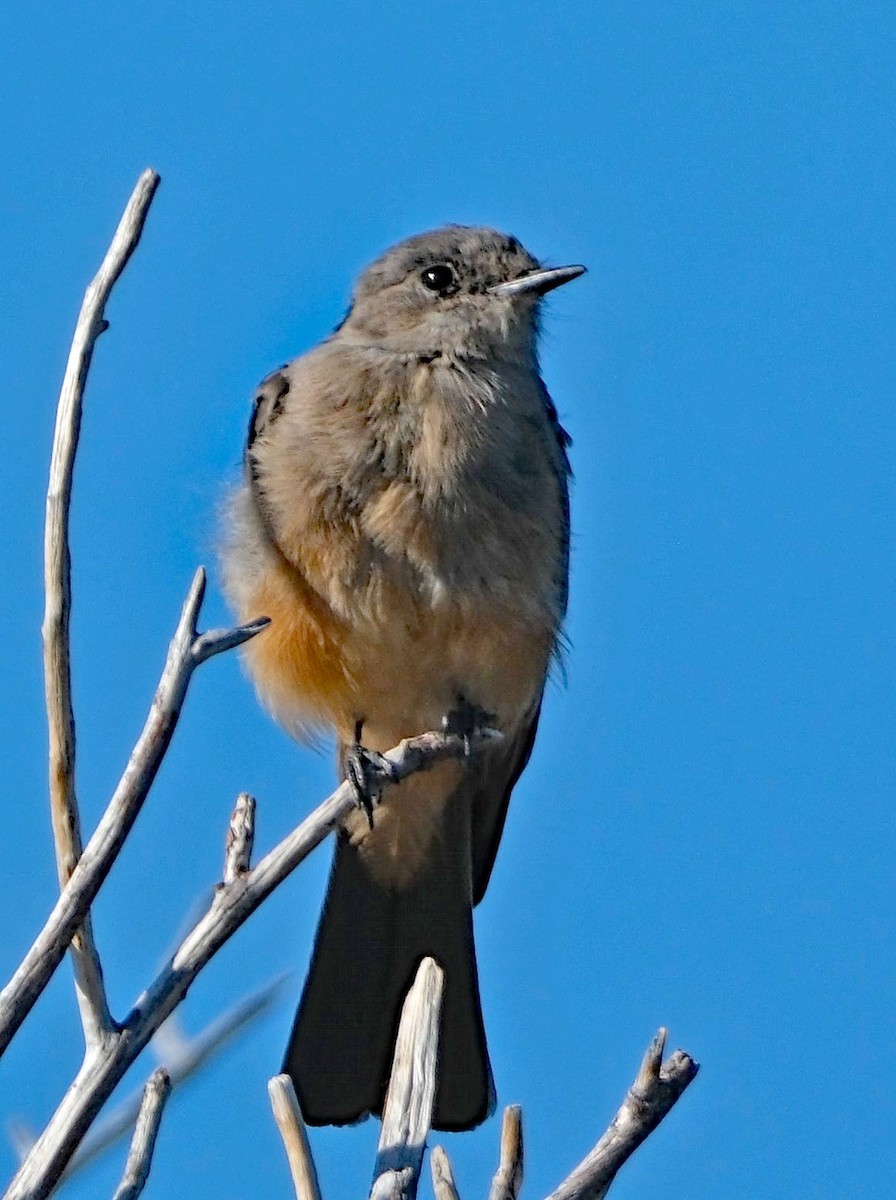 Say's Phoebe - ML642432493