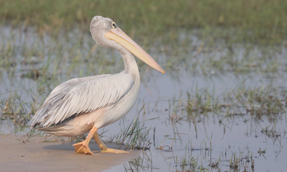 Pink-backed Pelican - ML642432494
