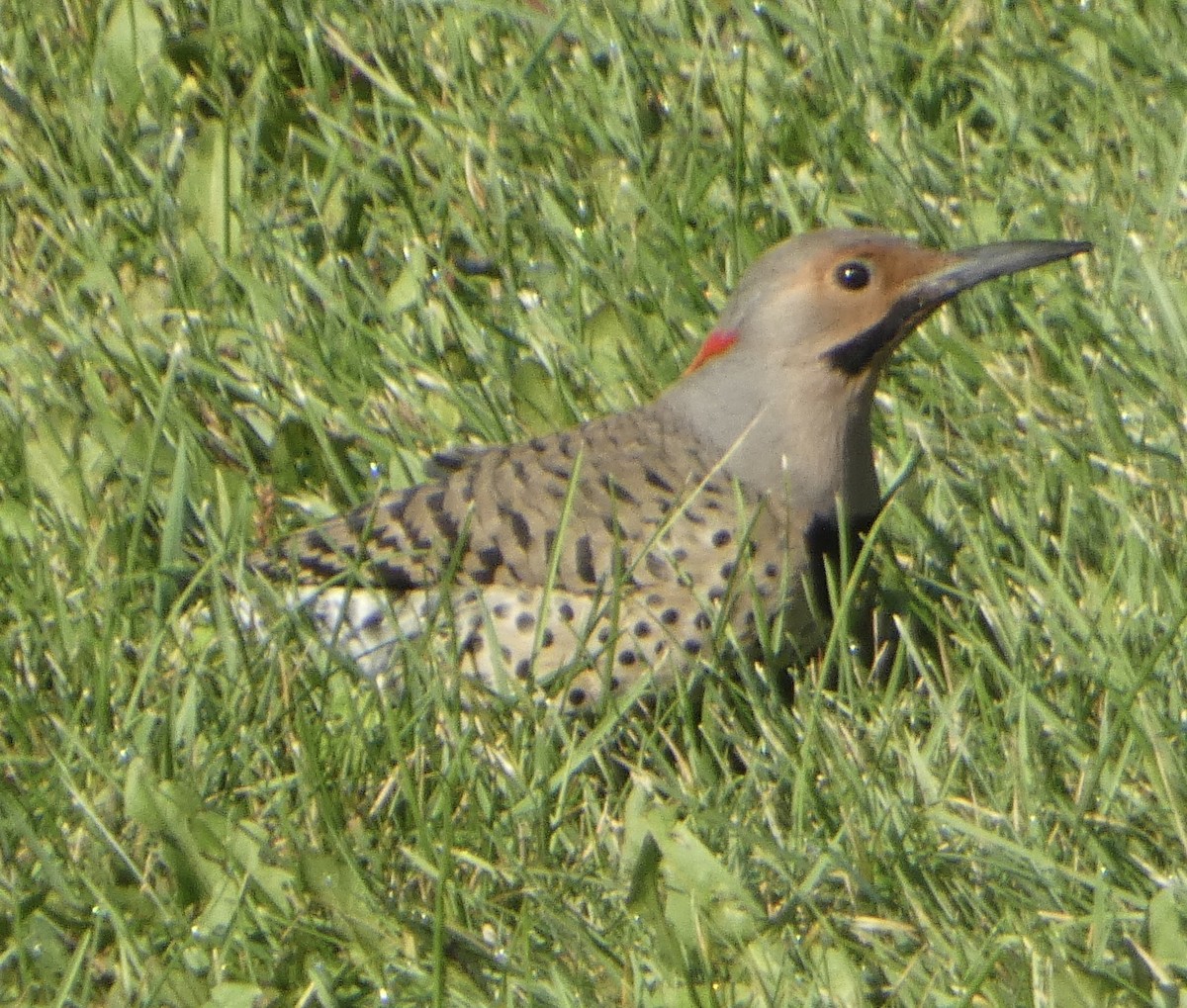 Northern Flicker - ML642432495