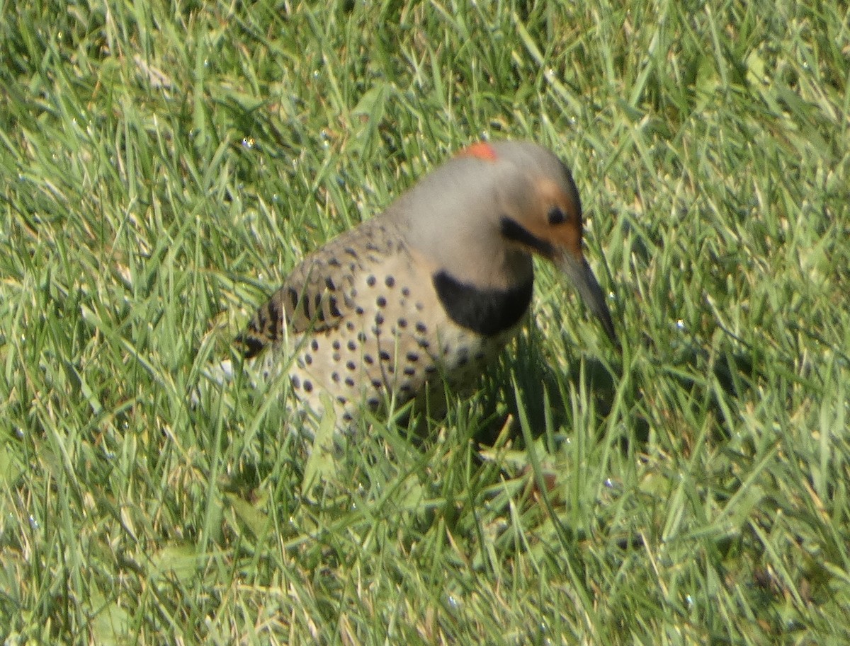 Northern Flicker - ML642432496