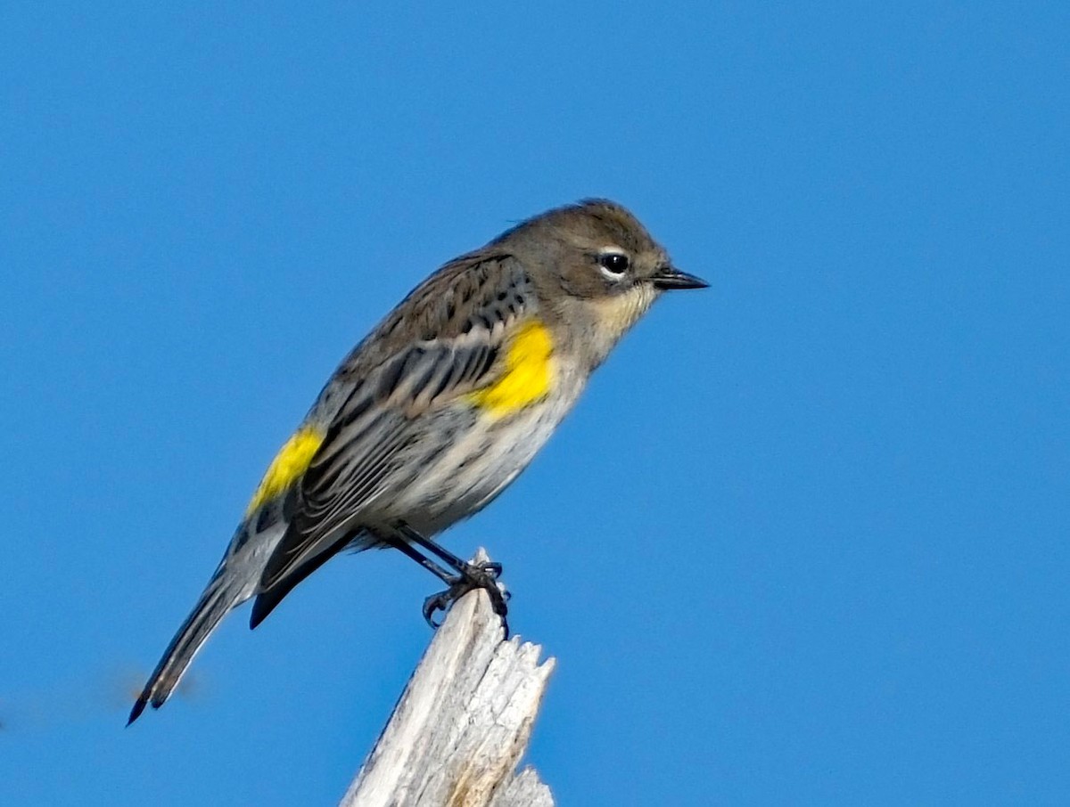 Пісняр-лісовик жовтогузий - ML642432508