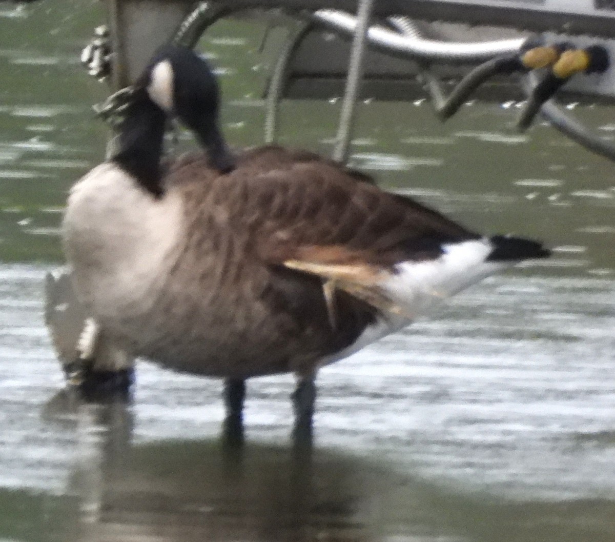 eBird Checklist - 25 Sep 2025 - Rochester WTP (CLOSED ON WEEKENDS ...